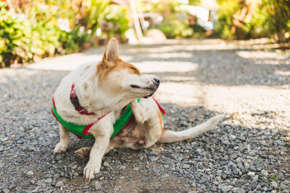 white vinegar for dogs itchy skin