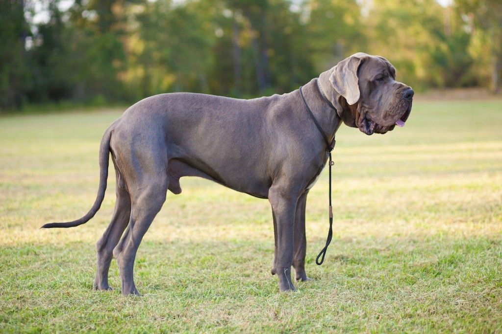Are Great Danes Protective?
