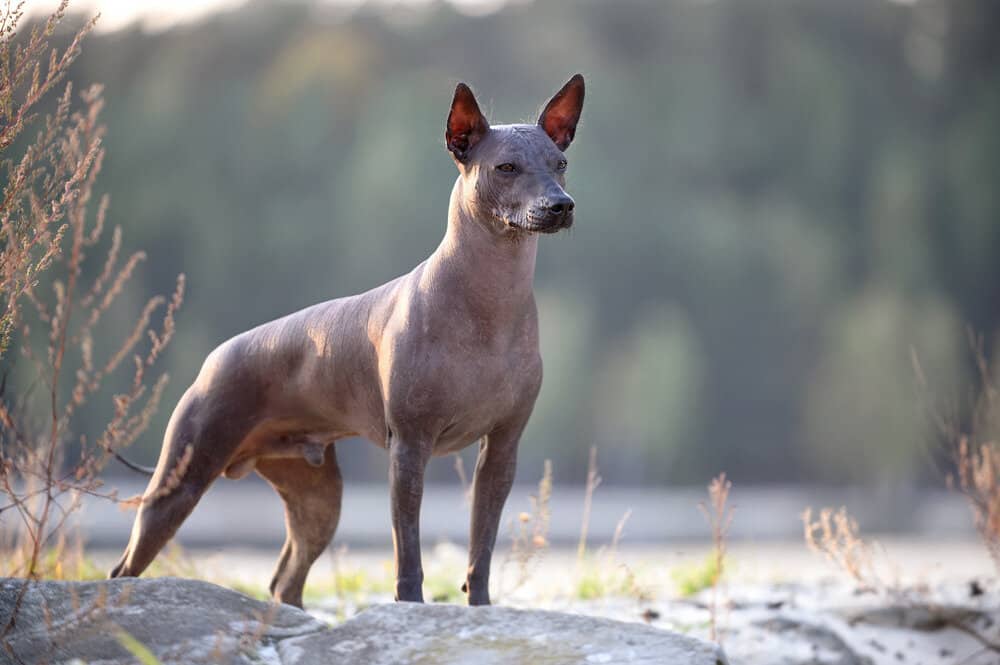 Xoloitzcuintli dog breed